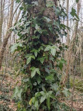 Ağaç gövdesi boyunca yükselen ve büyüyen yeşil sarmaşıkların yakın görüntüsü