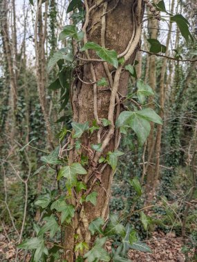 Ağaç gövdesi boyunca yükselen ve büyüyen yeşil sarmaşıkların yakın görüntüsü