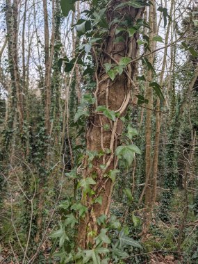 Close up view of green ivy climbing up and growing along tree trunk
