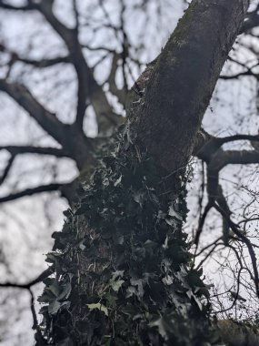 Yeşil sarmaşık ağaç gövdesi boyunca tırmanıyor ve büyüyor