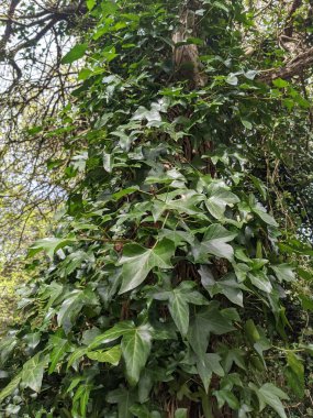 Ağaç gövdesi boyunca yükselen ve büyüyen yeşil sarmaşıkların yakın görüntüsü