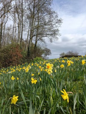 Tarlada güzel nergis çiçekleri