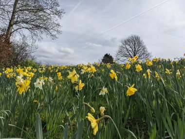 Tarlada güzel nergis çiçekleri