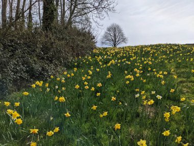 Tarlada güzel nergis çiçekleri