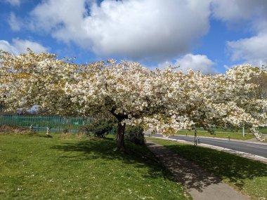 Baharda çiçek açan ağaçla harika bir manzara.