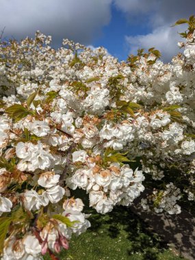 Beyaz çiçekli güzel ağaç dalları, bahar bahçesi.