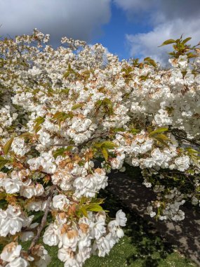 Beyaz çiçekli güzel ağaç dalları, bahar bahçesi.