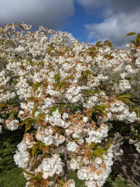 Beyaz çiçekli güzel ağaç dalları, bahar bahçesi.