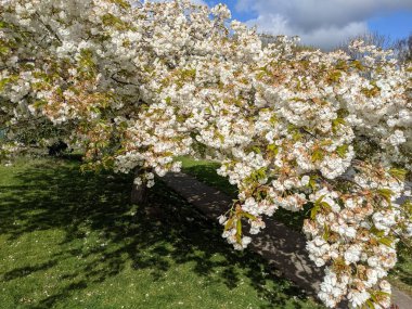Beyaz çiçekli güzel ağaç dalları, bahar bahçesi.