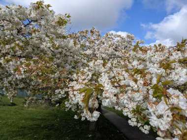 Beyaz çiçekli güzel ağaç dalları, bahar bahçesi.