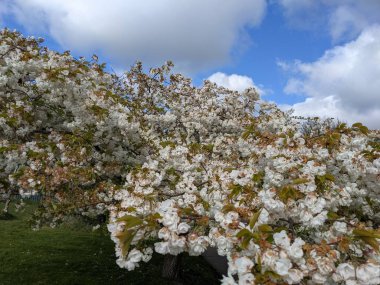 Beyaz çiçekli güzel ağaç dalları, bahar bahçesi.