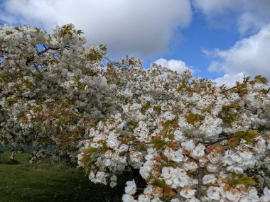 Beyaz çiçekli güzel ağaç dalları, bahar bahçesi.