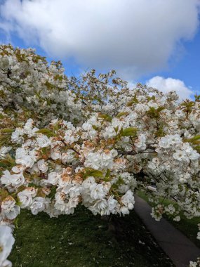 Beyaz çiçekli güzel ağaç dalları, bahar bahçesi.