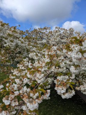 Beyaz çiçekli güzel ağaç dalları, bahar bahçesi.