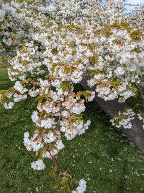 Baharda çiçek açan ağaçla harika bir manzara.