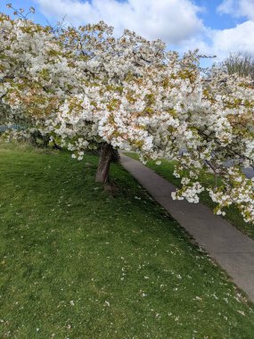 Baharda çiçek açan ağaçla harika bir manzara.