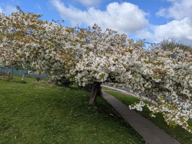 Baharda çiçek açan ağaçla harika bir manzara.