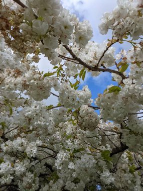 Beyaz çiçekli güzel ağaç dalları, bahar bahçesi.