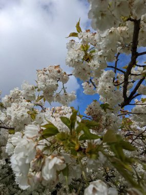 Beyaz çiçekli güzel ağaç dalları, bahar bahçesi.