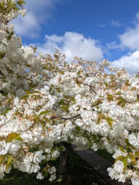 Beyaz çiçekli güzel ağaç dalları, bahar bahçesi.