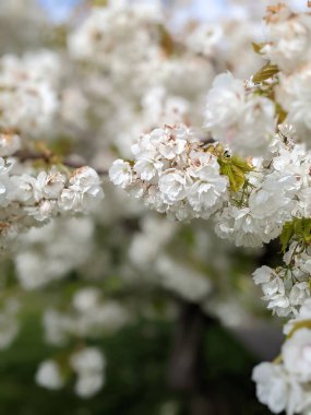 Beyaz çiçekli ağaç dallarını kapatın, bahar arkaplanı .