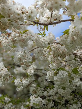 Beyaz çiçekli ağaç dallarını kapatın, bahar arkaplanı .
