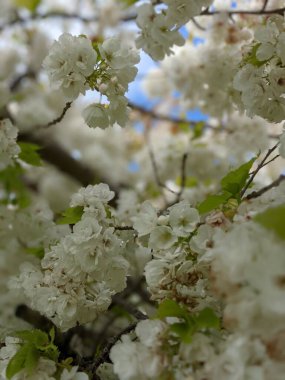 Beyaz çiçekli ağaç dallarını kapatın, bahar arkaplanı .