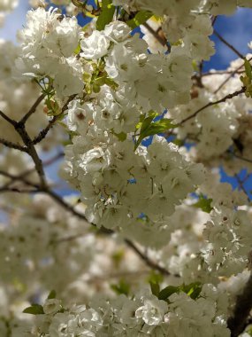 Beyaz çiçekli ağaç dallarını kapatın, bahar arkaplanı .