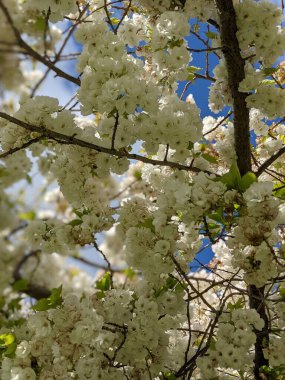 Beyaz çiçekli güzel ağaç dalları, bahar bahçesi.