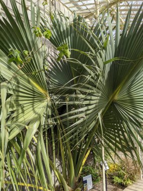 Yaprakları güzel yeşil hurma ağaçları