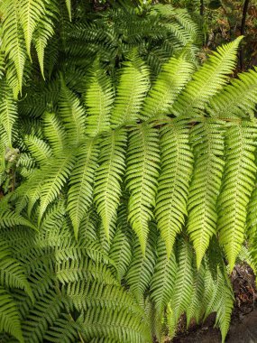 Güzel yeşil eğrelti otu yaprakları. Kapat..