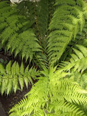 Güzel yeşil eğrelti otu yaprakları. Kapat..