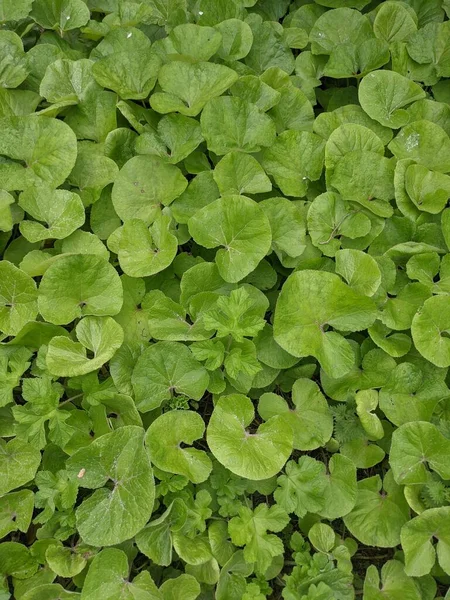 Groene Bladeren Flora Bladerachtergrond — Stockfoto