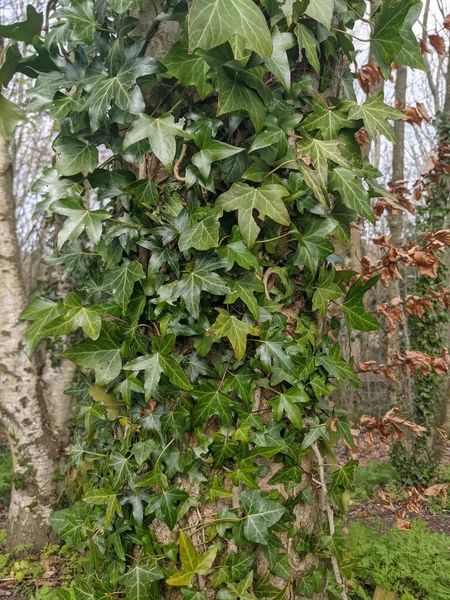 Ağaç gövdesi boyunca yükselen ve büyüyen yeşil sarmaşıkların yakın görüntüsü