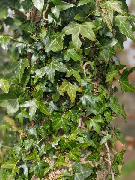 Ağaç gövdesi boyunca yükselen ve büyüyen yeşil sarmaşıkların yakın görüntüsü