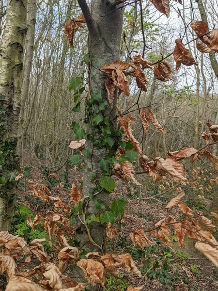 Close View Green Ivy Climbing Growing Tree Trunk Dry Leaves — 스톡 사진