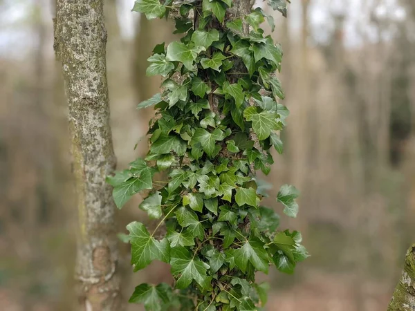 Close View Green Ivy Climbing Growing Tree Trunk — Stockfoto