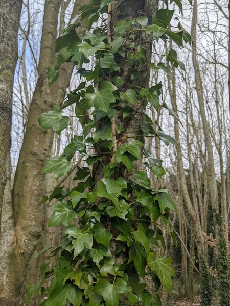 Ağaç gövdesi boyunca yükselen ve büyüyen yeşil sarmaşıkların yakın görüntüsü