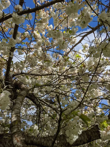 Bei Rami Albero Con Fiori Bianchi Contro Cielo Giardino Primaverile — Foto Stock