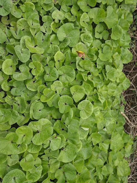 Groene Bladeren Flora Bladerachtergrond — Stockfoto