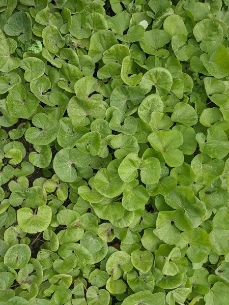 Green Leaves Flora Foliage Background — Stock Photo, Image