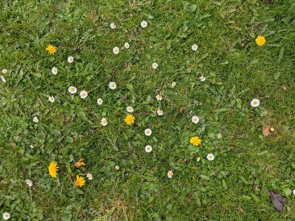 Grama Verde Com Flores Brancas Amarelas — Fotografia de Stock