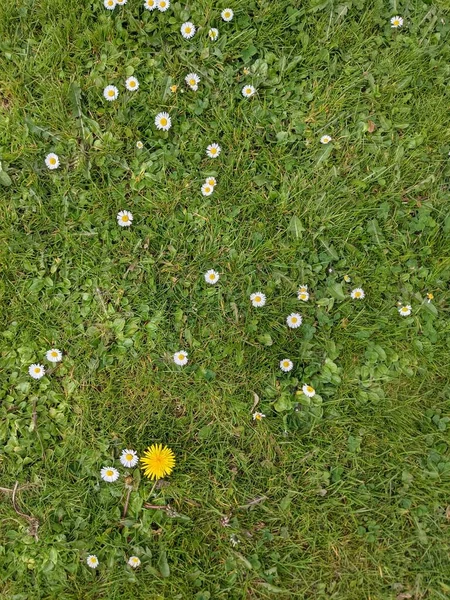 白と黄色の花を持つ緑の草 — ストック写真