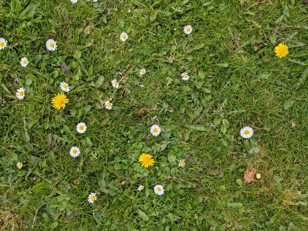 Grama Verde Com Flores Brancas Amarelas — Fotografia de Stock