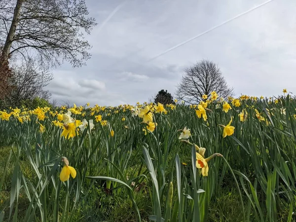 Tarlada güzel nergis çiçekleri