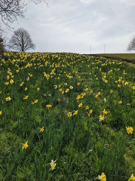 Beautiful Daffodil Flowers Field — 스톡 사진