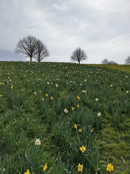 Beautiful Daffodil Flowers Field — 스톡 사진