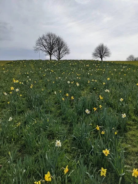 Mooie Narcis Bloemen Het Veld — Stockfoto