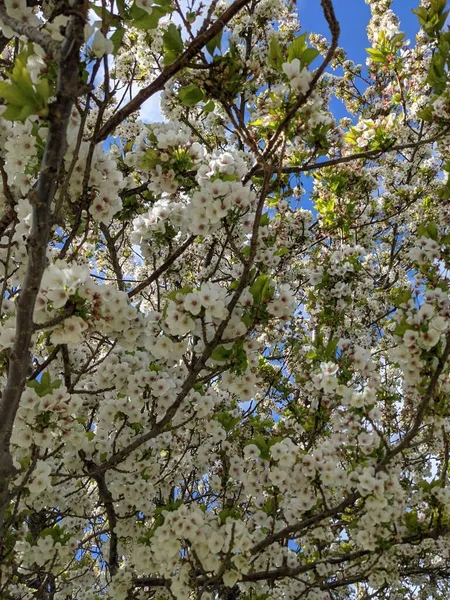 Beautiful Tree Branches White Flowers Spring Garden — Stok fotoğraf
