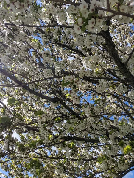 Beautiful Tree Branches White Flowers Spring Garden — Stockfoto